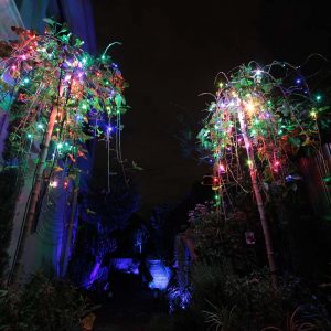 Colour changing fairy lights in small trees