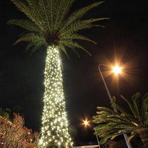 fairy lights on a palm tree